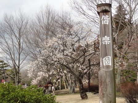 マウスピース矯正とお花見について１