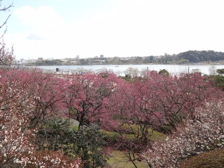 マウスピース矯正とお花見について２